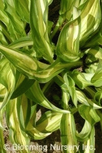 Hosta 'Cherry Berry'